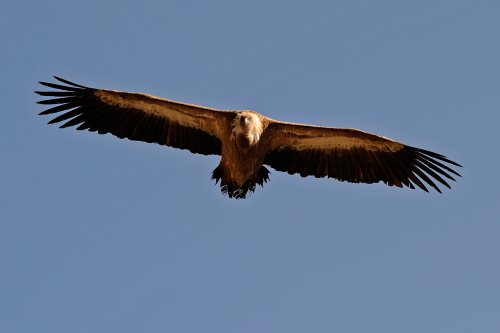 Causses. Vautour fauve dans la vallée de la Jonte (Aveyron)(RR-11-0047)